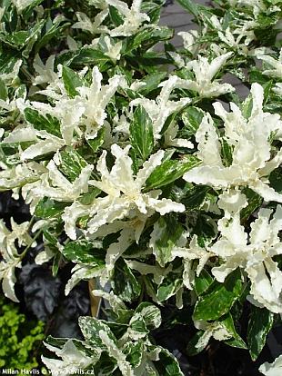 Euonymus fortunei 'Harlequin' - brslen Fortuneův Euonymus fortunei 'Harlequin' - brslen Fortuneův