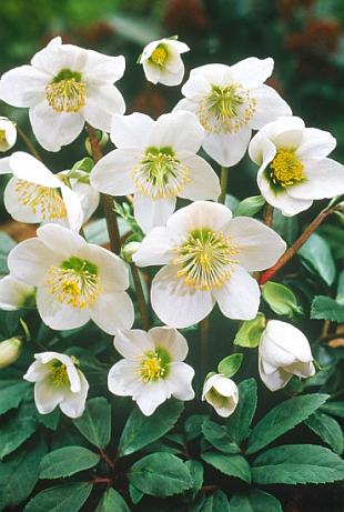 Trvalky z výsevu: čemeřice černá (NOVA PG)