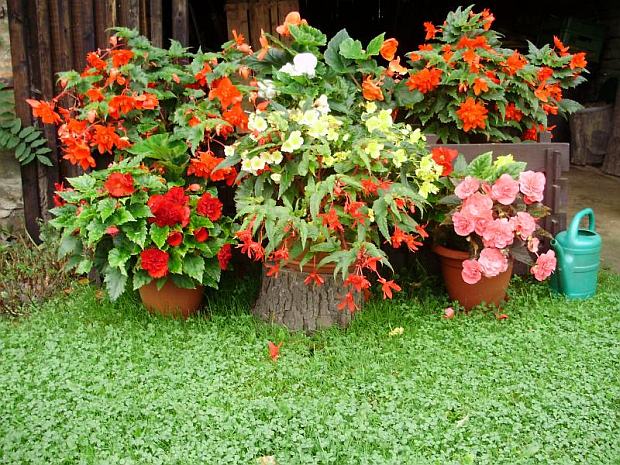 Vyznáte sa v begóniách?