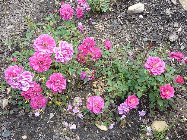 Růže - vyznáte se v růžích?