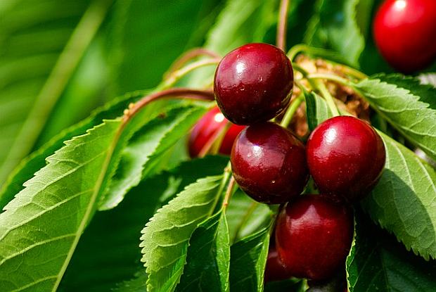 Sběr prvních plodů a práce v zahradě (PIXABAY) Sběr prvních plodů a práce v zahradě (PIXABAY)