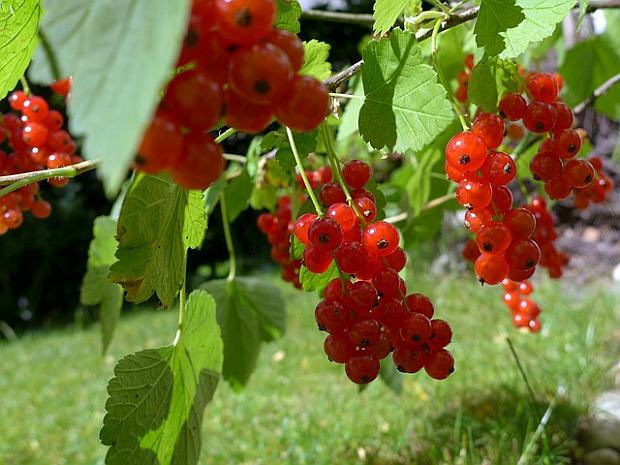Júl v úžitkovej záhrade (PIXABAY)