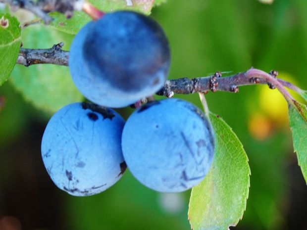 Prunus spinosa - slivka trnková