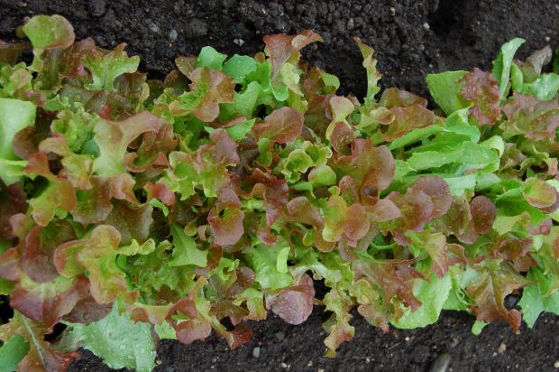 Zeleninová zahrádka za oknem: Za oknem dobře rostou i tzv. baby saláty, saláty k řezu, foto 1