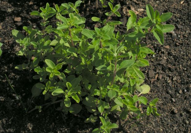 Zeleninová zahrádka za oknem: Majoránka potřebuje občasnou zálivku i přihnojení po řezu, foto 1