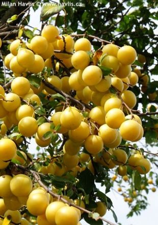 Prunus domestica ssp.syriaca 'Mirabelle de nancy' - mirabelka