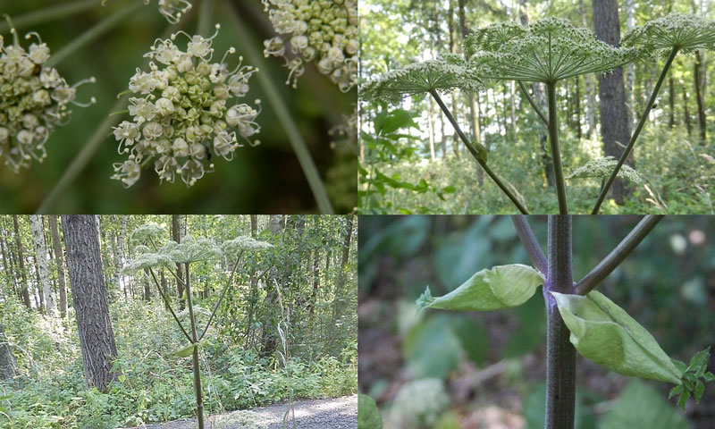 Angelica sylvestris - děhel lesní