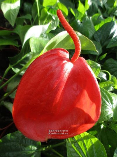 Anthurium scherzerianum - toulitka