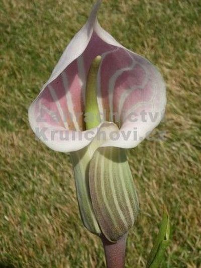 Arisaema candidissimum - arisema, kobří lilie Arisaema candidissimum - arisema, kobří lilie