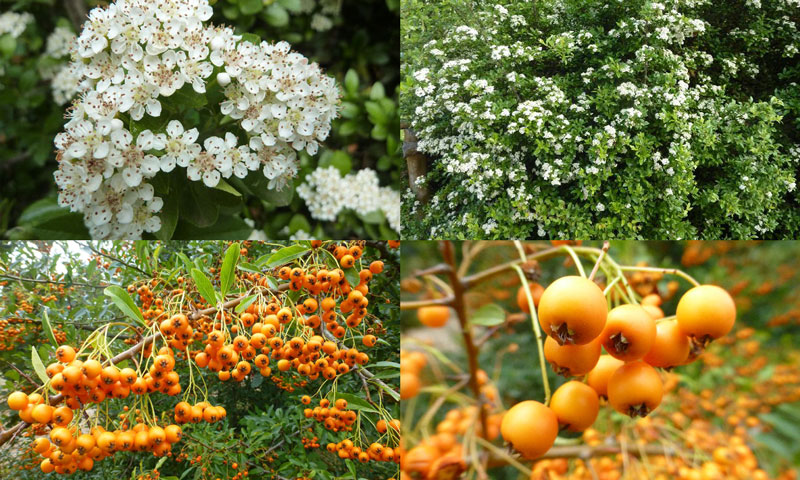 Pyracantha coccinea - Mittelmeer-Feuerdorn Pyracantha coccinea - Mittelmeer-Feuerdorn