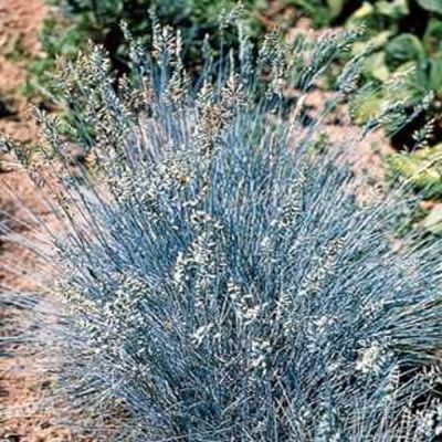 Festuca valesiaca Glaucantha - kostřava walliská Festuca valesiaca Glaucantha - kostřava walliská