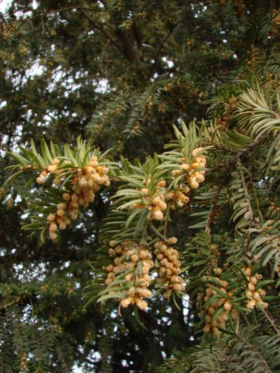 Taxus baccata - tis červený Taxus baccata - tis červený