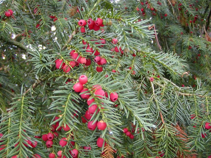 Taxus baccata - tis červený Taxus baccata - tis červený