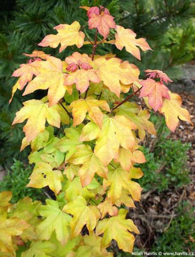 Acer x 'Orientalia' - javor křížený Acer x 'Orientalia' - javor křížený