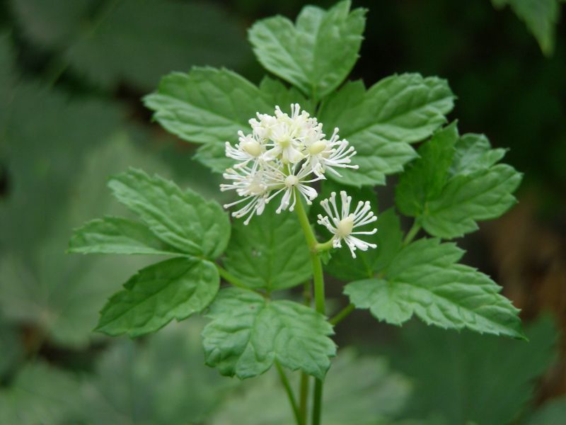 Actaea spicata - samorostlík klasnatý Actaea spicata - samorostlík klasnatý
