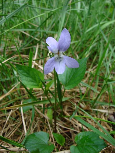 Viola riviniana - violka rivinova Viola riviniana - violka rivinova