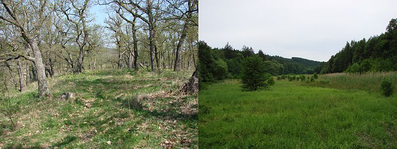 Lokalita Tvořihrázský les