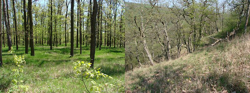 Lokalita Tvořihrázský les
