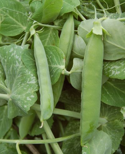 Hrách - jeho typy, pěstování: Dva dřeňové hrachy vlevo kudrnáč, vpravo Alderman