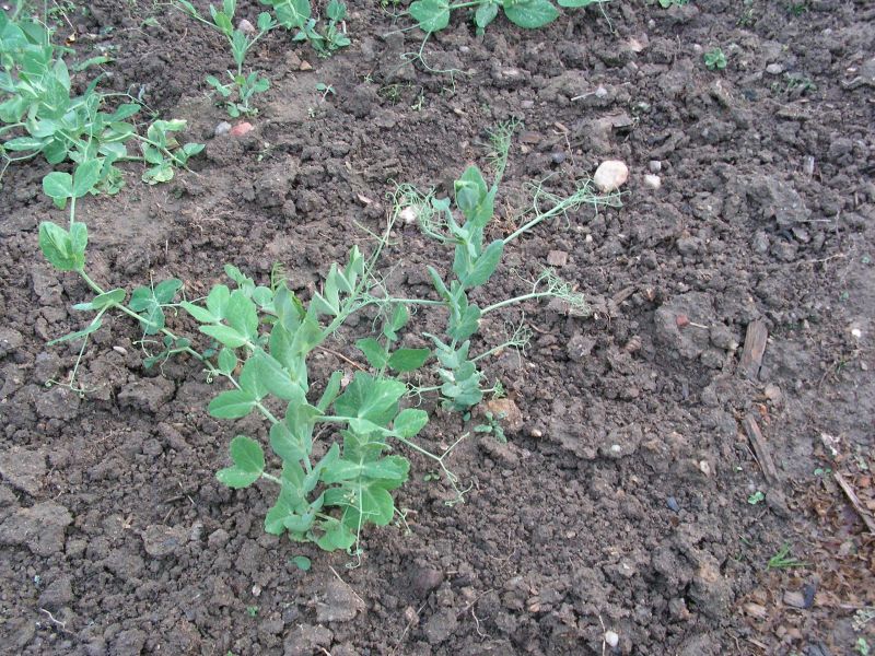 Hrách - jeho typy, pěstování: Hrách typ s listy a úponkatý tzv. afyla typ