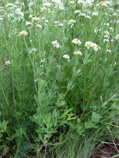 Dorycnium germanicum - bílojetel německý