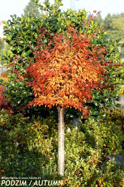 Prunus incisa 'Kojou-no-mai' - slivoň vyříznutá