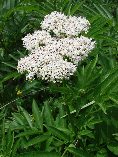 Sambucus ebulus - bez chebdí: květy Sambucus ebulus - bez chebdí: květy
