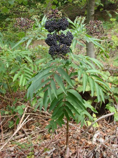 Sambucus ebulus - bez chebdí: plody Sambucus ebulus - bez chebdí: plody