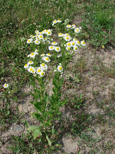 Erigeron annuus - turan roční