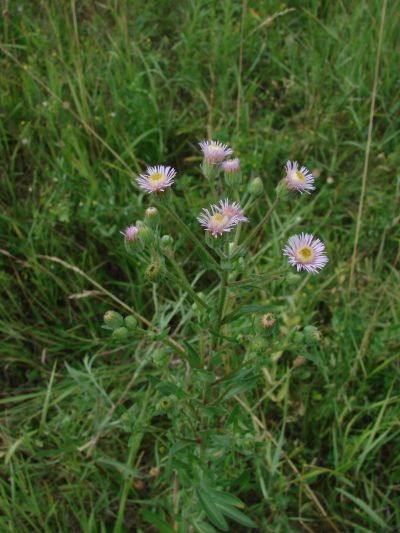 Erigeron annuus - turan roční