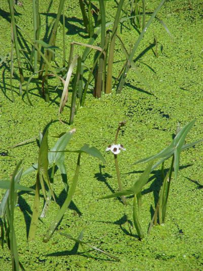 Sagittaria sagittifolia - šípatka střelolistá Sagittaria sagittifolia - šípatka střelolistá