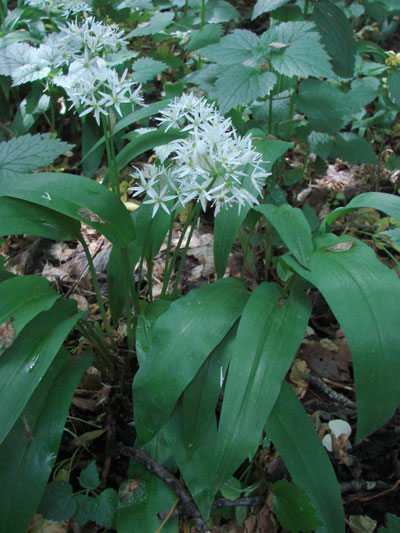 Allium ursinum - česnek medvědí