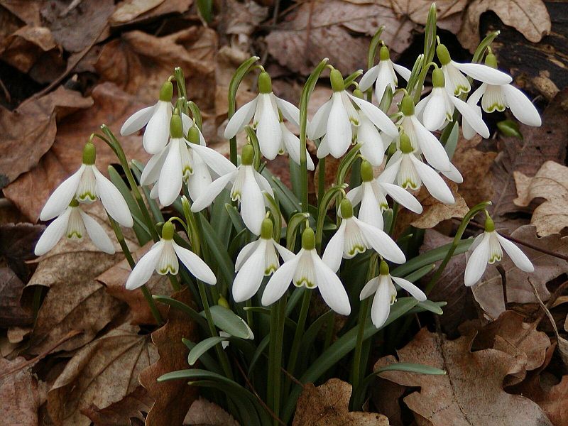 Galanthus nivalis - sněženka podsněžník Galanthus nivalis - sněženka podsněžník