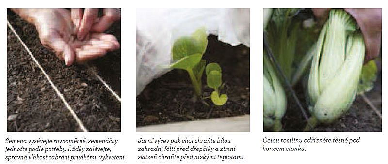 Brassica rapa var. chinensis - pak choi: pěstování ze semen
