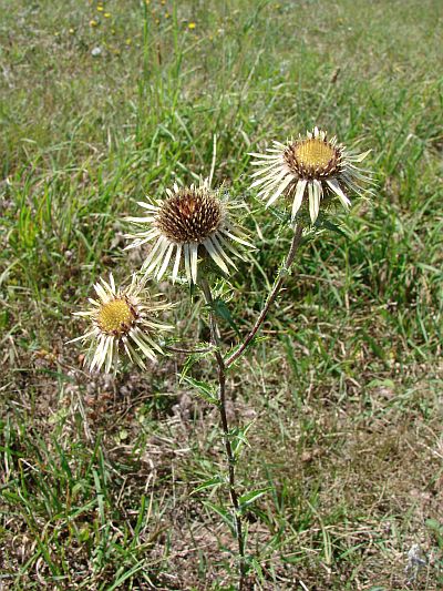 Carlina vulgaris - pupava obecná
