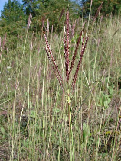 Bothriochloa ischaemum - vousatka prstnatá