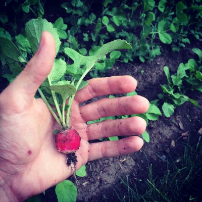 Raphanus sativus - ředkvička (GARLO-CZ)