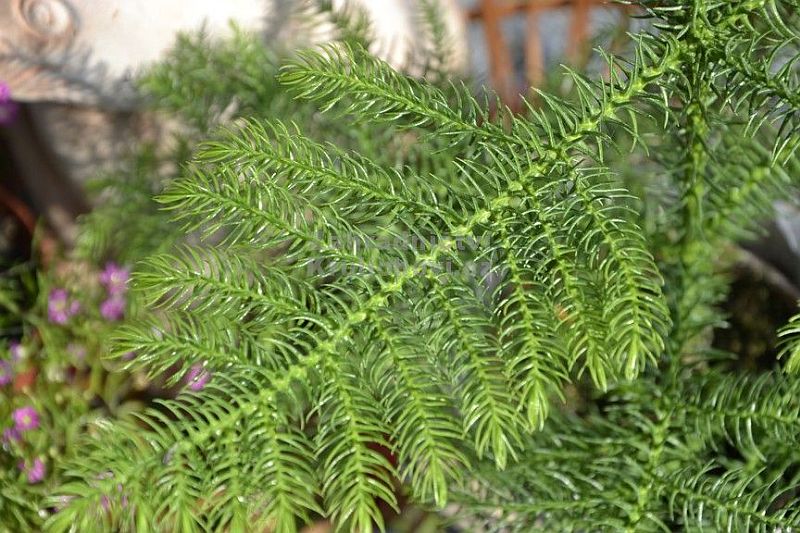 Araucaria heterophylla - blahočet ztepilý