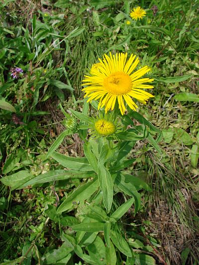 Inula britannica - oman britský