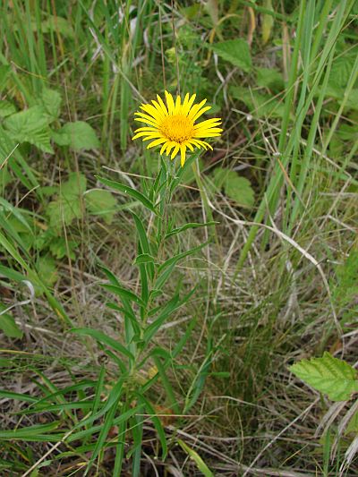 Inula ensifolia - oman mečolistý