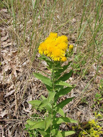 Inula germanica - oman německý