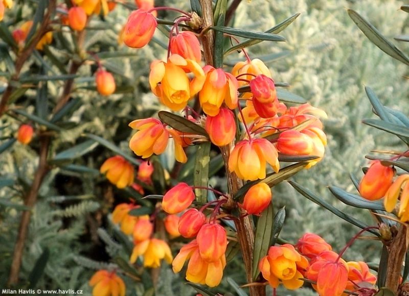 Berberis linearifolia 'Orange King' - dřišťál čárkolistý
