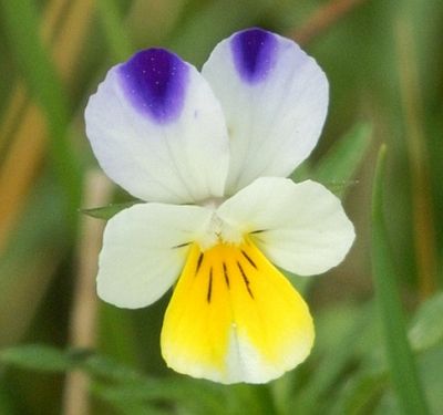 Viola tricolor - violka trojbarevná Viola tricolor - violka trojbarevná