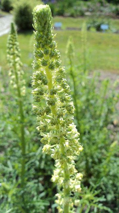 Reseda odorata - rýt vonný Reseda odorata - rýt vonný