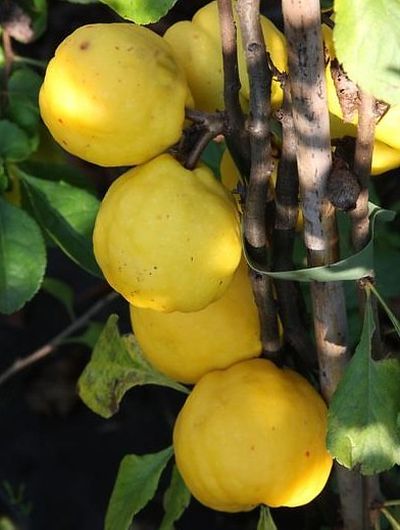 Chaenomeles japonica 'Cido' - kdoulovec japonský