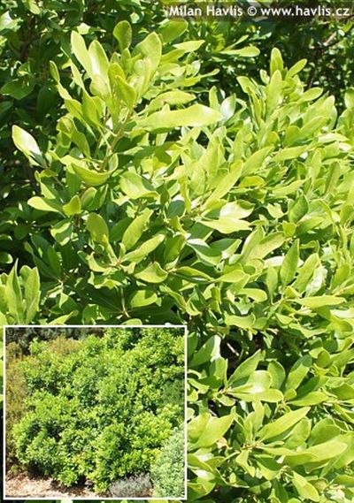 Myrica pensylvanica - vřesna pensylvánská, voskovník