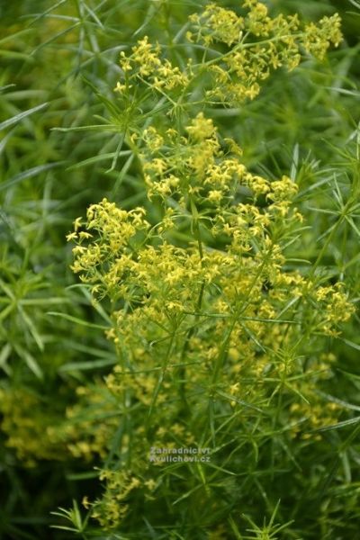 Galium verum - svízel syřišťový Galium verum - svízel syřišťový