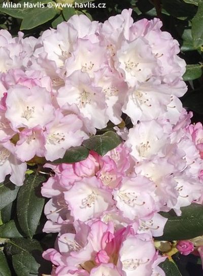 Rododendron yakushimanum 'Silberglanz' - pěnišník jakutský