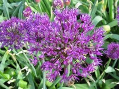 Allium hollandicum 'Purple Sensation' - česnek holadský
