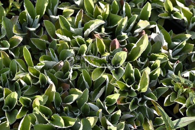 Antennaria plantaginifolia - kociánek